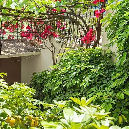 Blue Maraci 4 - Access, Simple